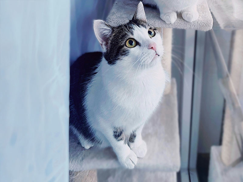 【犬種図鑑】サモエドの性格や特徴、飼い方について知ろう