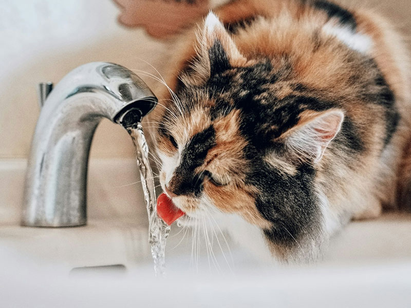 猫の膀胱炎の予防