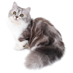 マンチカン2歳 保険金給付事例