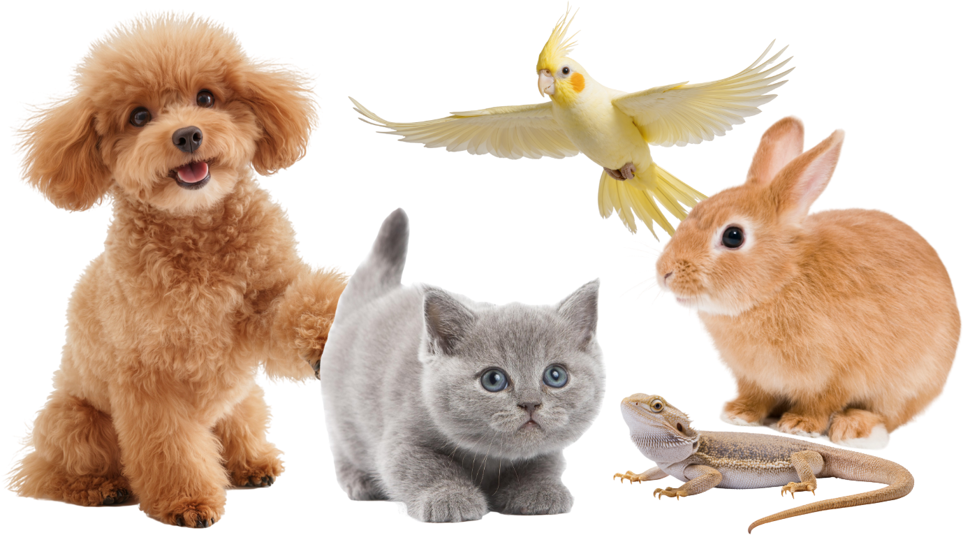 犬・猫・うさぎ・インコ・トカゲ