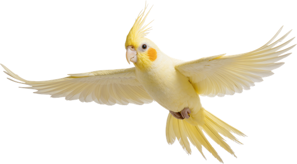 鳥類（インコ）