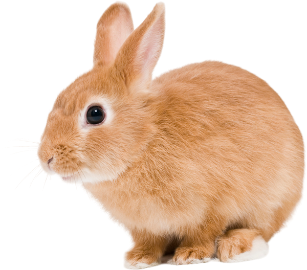 小動物（うさぎ）