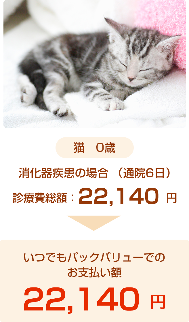 猫事例