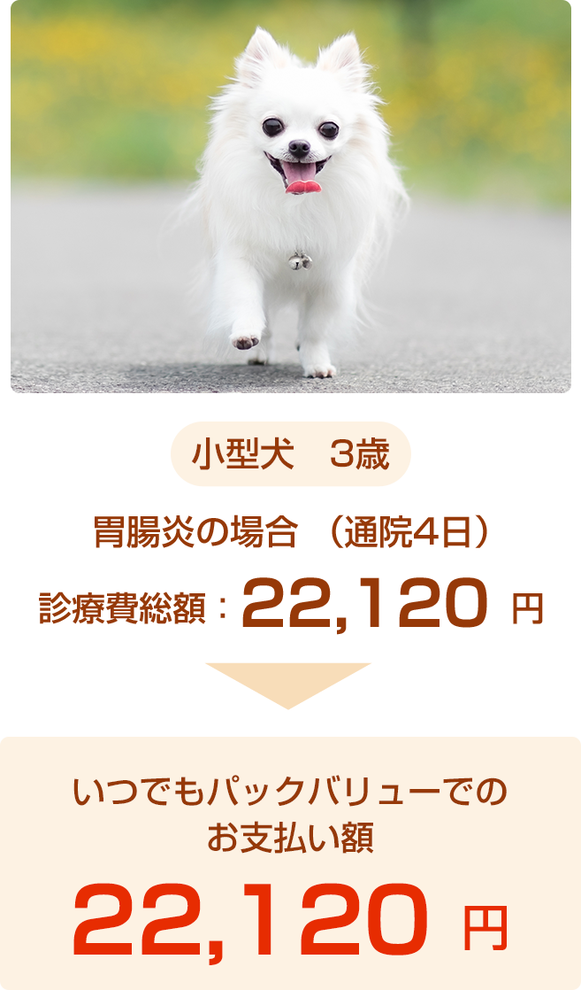 小型犬事例