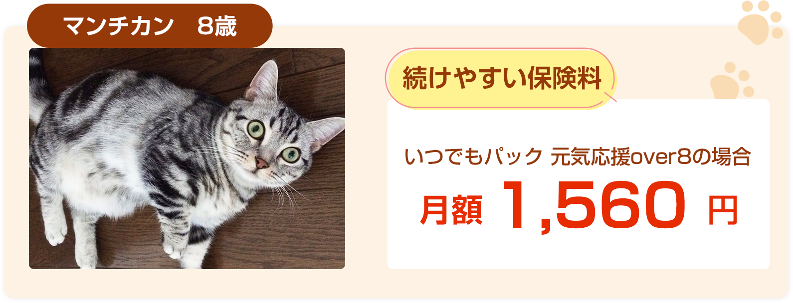 マンチカン8歳保険料例