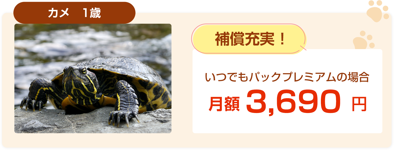 カメ1歳保険料例