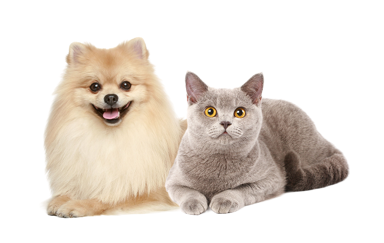犬と猫