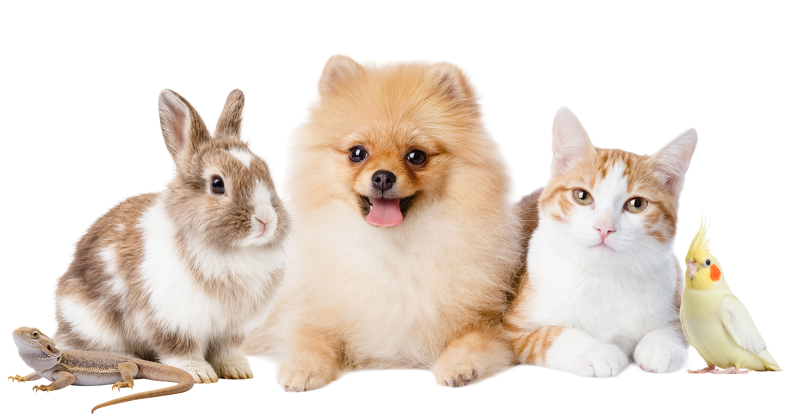 うさぎ・犬・猫・インコ・フトアゴヒゲトカゲ