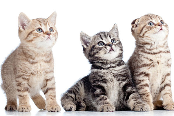 スコティッシュフォールド