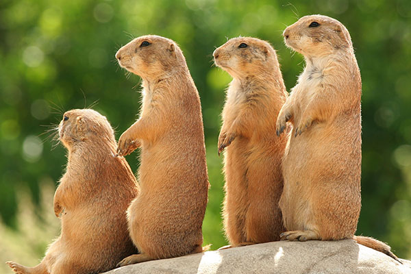 プレーリードッグ