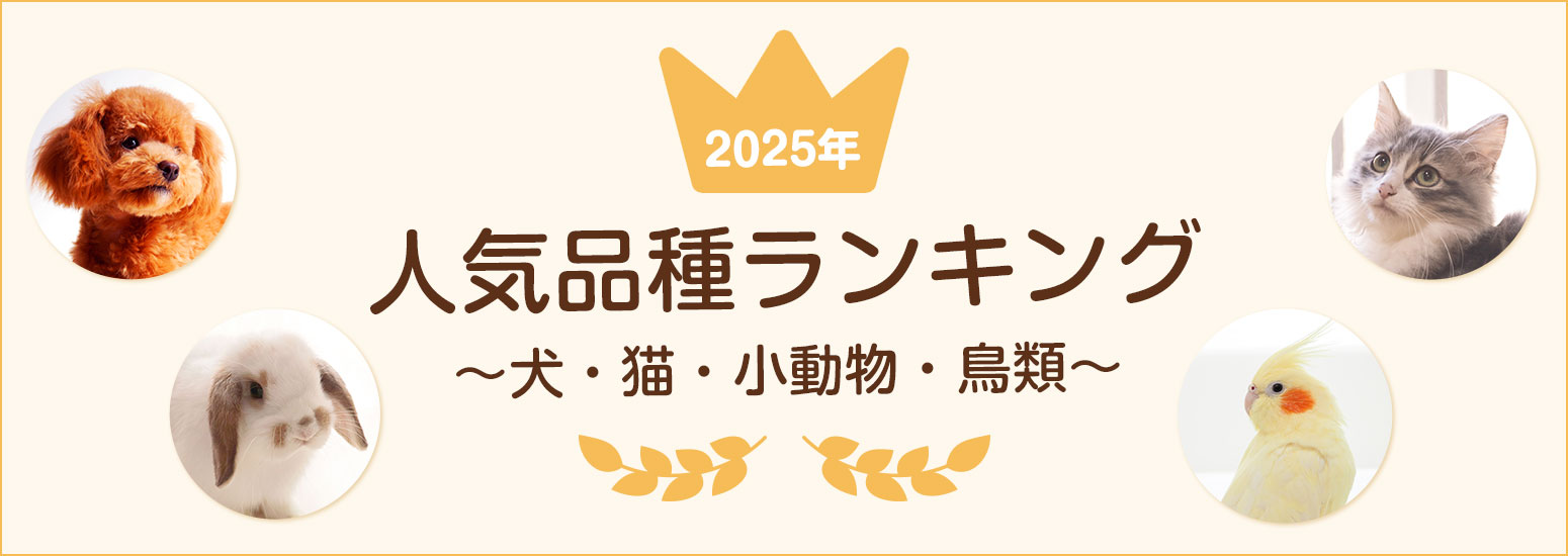 2025年度人気ランキング
