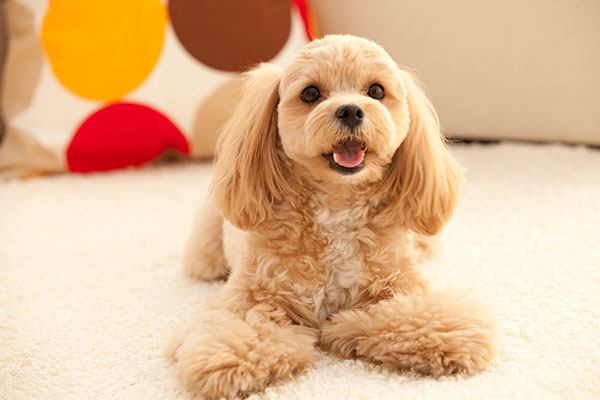 ミックス(小型犬)