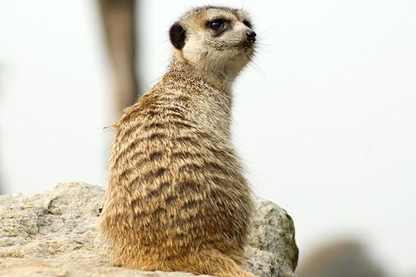 ミーアキャット