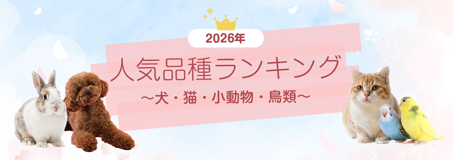2026年度人気ランキング